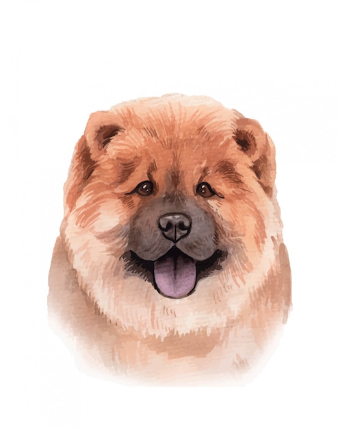 Aquarell handgemalte chow-chow-hundeporträtillustration