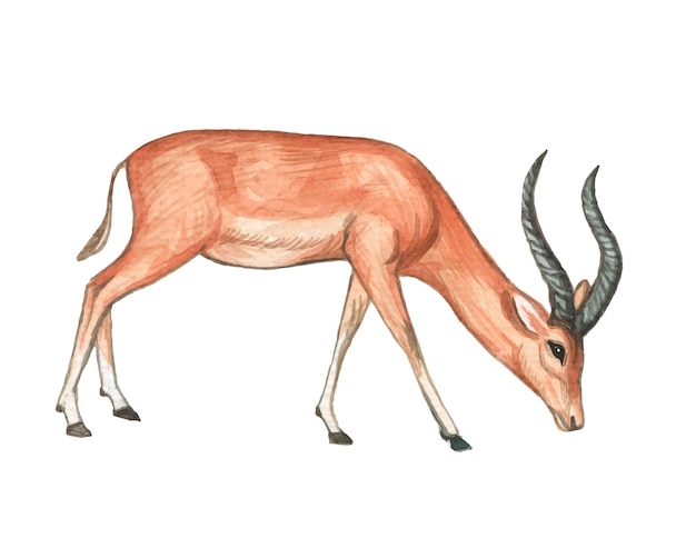 Aquarell handgemalte impala illustration