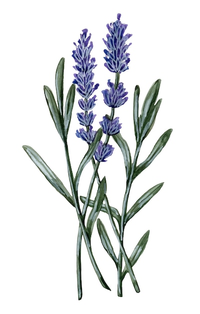 Aquarell-Handmalerei-Element Isolierte Illustration auf weißem Hintergrund Sommerblumen Lavendel