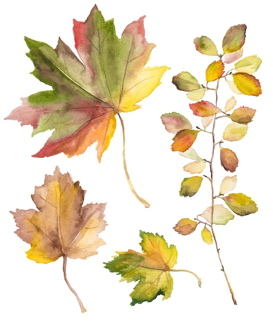 Aquarell herbstblätter isoliert auf weiß