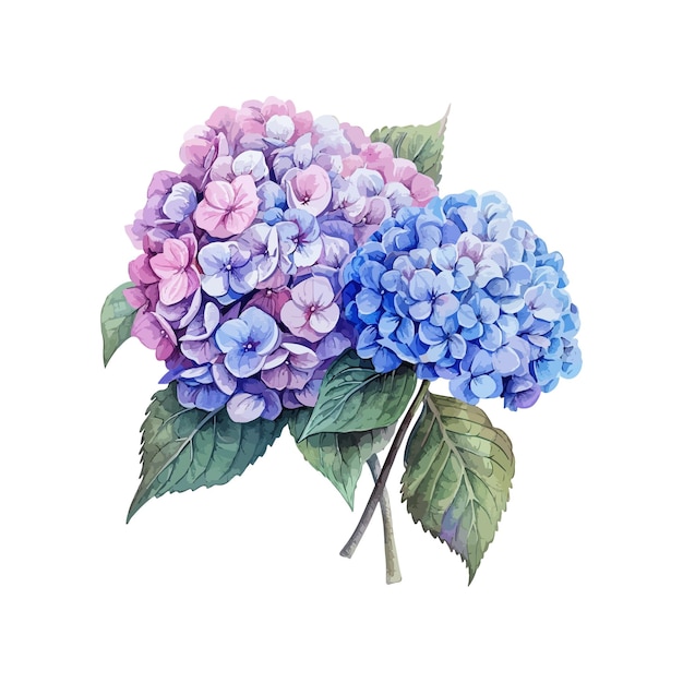 Vektor aquarell-illustration einer rosa und blauen hortensia-blumenillustration