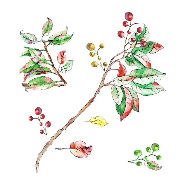 Vektor aquarell-illustration herbstblätter und beeren auf ast grüner und roter waldzweig im realistischen stil