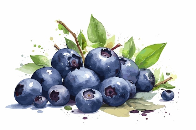 Aquarell-illustration von blaubeeren und blättern mit farbflecken und spritzern, handgemalter vektor