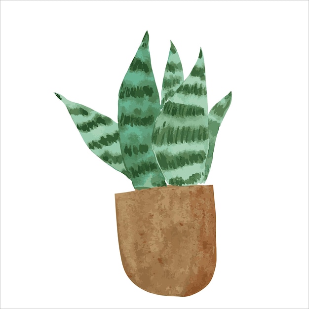 Aquarell-Illustration von Sansevieria Heimatpflanze saftige Aquarell-Freihandzeichnung