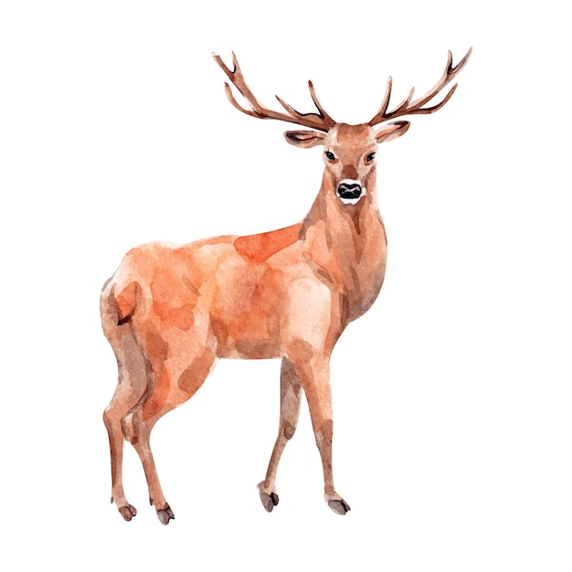 Aquarell-Illustration Waldhirsch