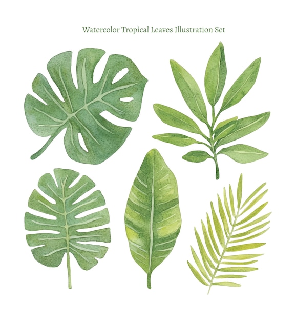 Aquarell-Illustrationssatz mit tropischen Blättern