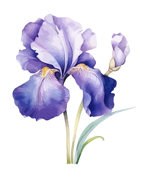 Aquarell-Iris-Clipart-Vektor