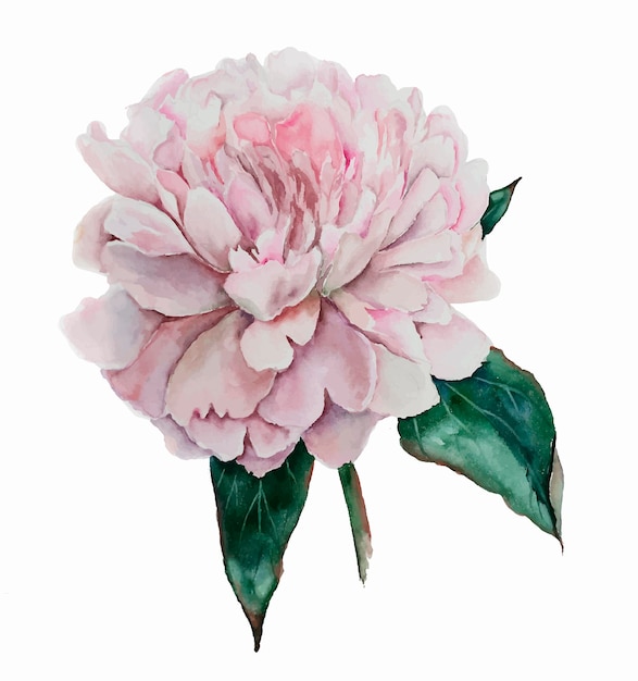 aquarell isoliert pfingstrose rosa pastell romantische hochzeitsblumen