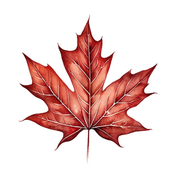 Aquarell kanada stilisierte red maple leaf vektorgrafiken