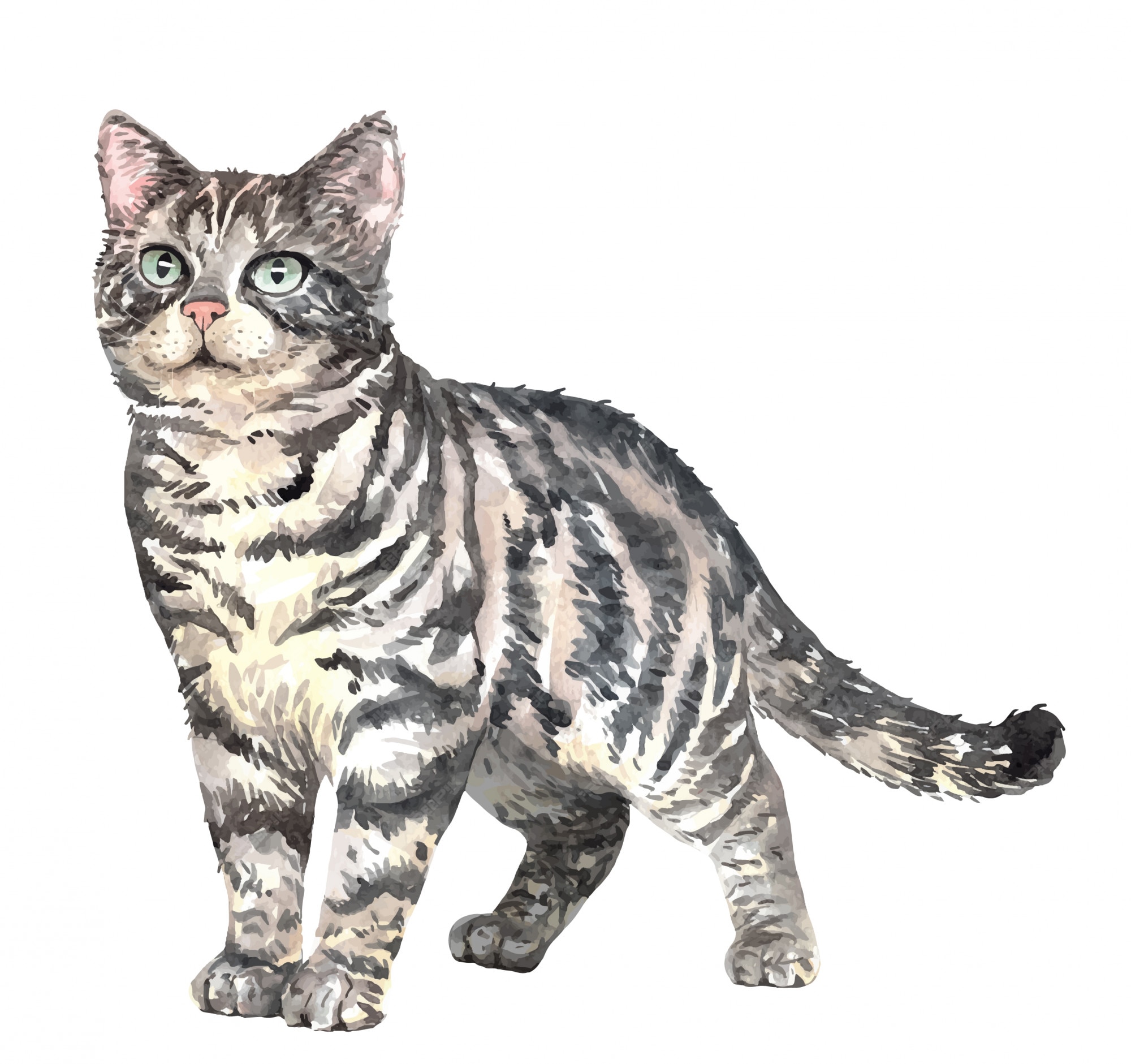 Американская короткошерстная котенок