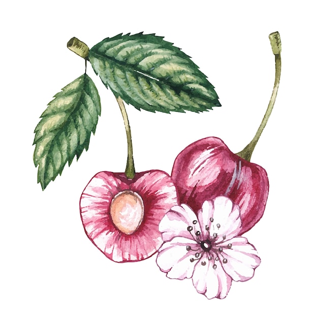 Aquarell Kirschbeeren