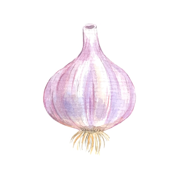 Aquarell knoblauch