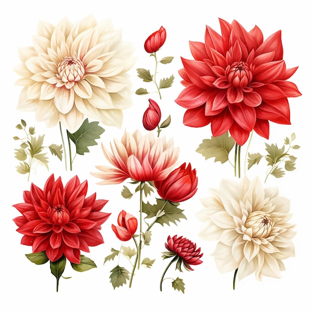 Aquarell kopf blütenblatt bouquet kein volk botanische illustrationssatz sammlung weiße kunst rot blumig