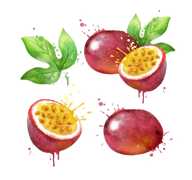 Aquarell künstlerische Illustration von Passionsfrucht mit Farbspritzern