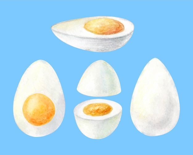 Aquarell-malset mit gekochten eiern illustration isoliert auf weißem hintergrund die hälfte der geschnittenen eier zum frühstück handgezeichnete zutaten für das verpackungsdesign des etiketts für restaurantmenüs