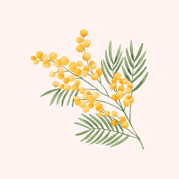 Aquarell-Mimosen-Illustration