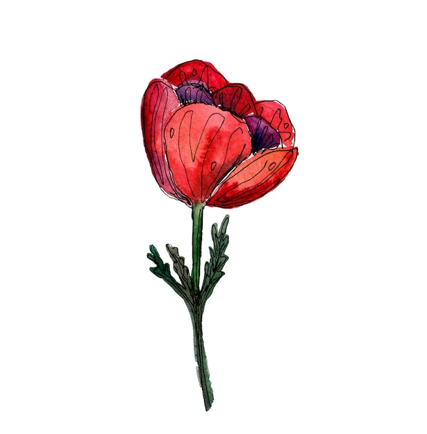 Aquarell mit rotem anemonenblumenmuster, handgemalte rote blumen auf rosa hintergrund, sommerblumen