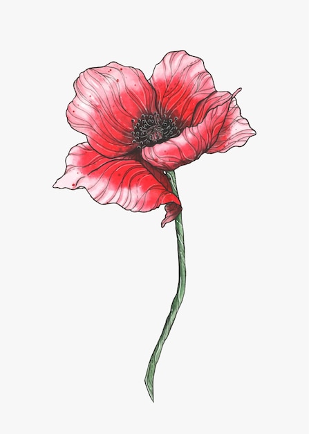 Aquarell Mohn Illustration Isolierte rote Blume