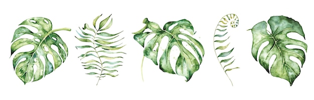 Aquarell monstera blätter eingestellt. gezeichnete illustration der tropischen pflanze hand