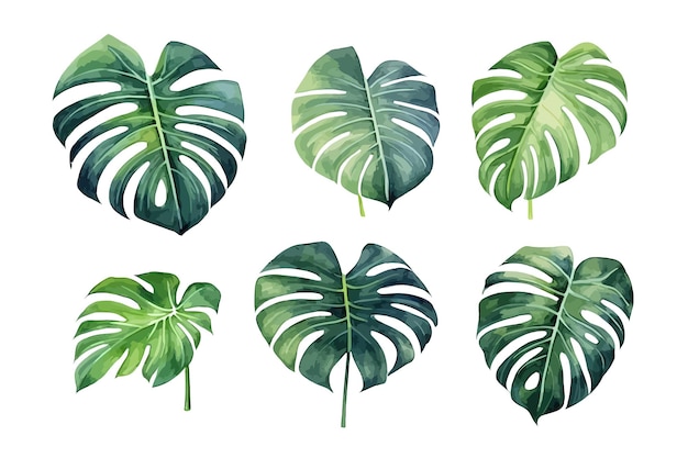 Aquarell-monstera-blätter setzen flache vektorillustration isoliert auf weißem hintergrund