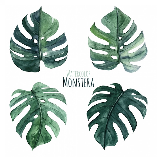 Aquarell monstera blätter