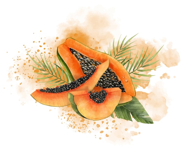 Aquarell orangefarbene Papaya-Scheiben mit grünen Palmblättern und Spritzern Handgezeichnete Illustration süßer tropischer exotischer Früchte auf isoliertem Hintergrund für Produktionsverpackungen oder Logo Zeichnung von Papaya