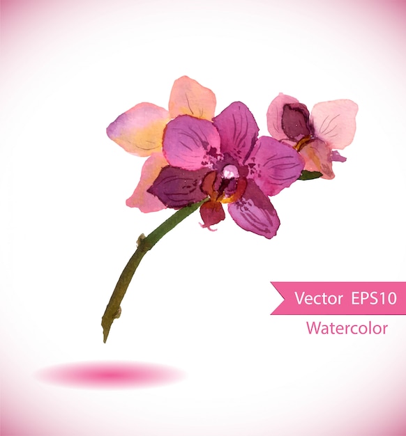 Aquarell Orchideenblüte