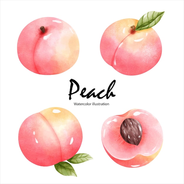 Aquarell pfirsiche aquarell frucht vektor illustration