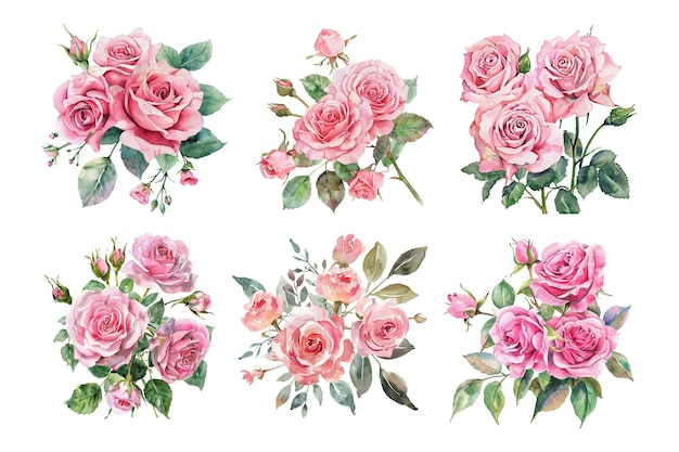 Aquarell-Rose-Klipartblumen-Satz