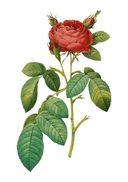 Vektor aquarell rote rose