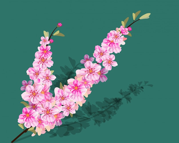 Aquarell-Sakura-Rahmen. Hintergrund mit Blütenkirschbaumniederlassungen.