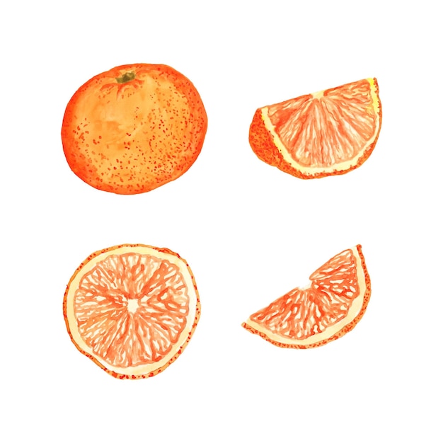 Aquarell-Satz von Orangen ganze Scheibe Zitrusfruchternte