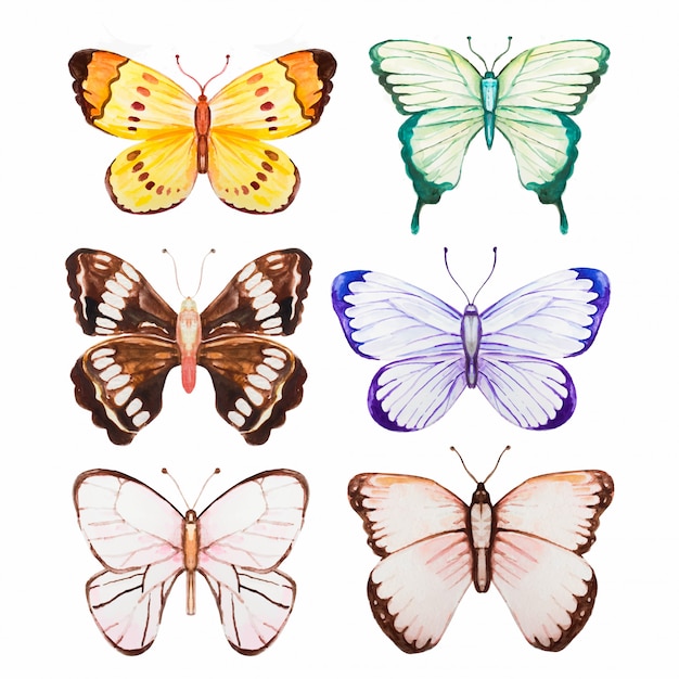 Aquarell schmetterling sammlung