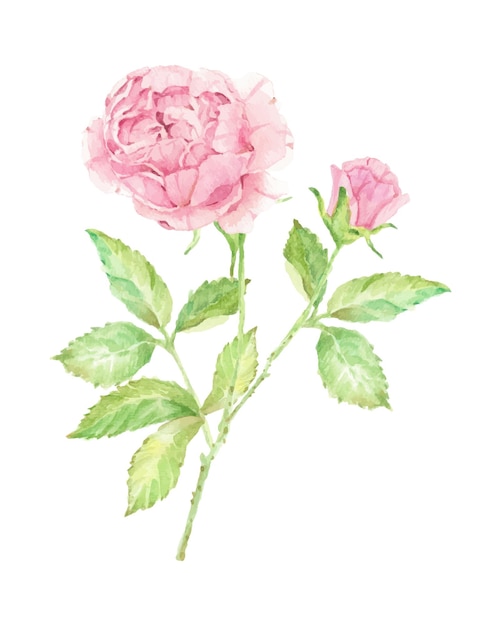 Aquarell schöner englischer Rosenblumenzweigstrauß lokalisiert