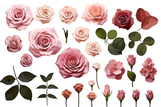 Aquarell-set aus zarten rosen, vektor und illustration