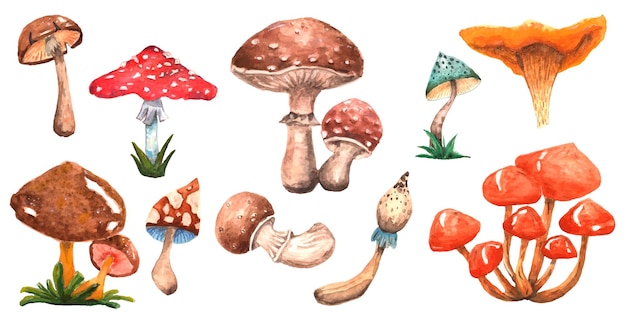 Aquarell-Set mit 10 Elementen Pilze Herbst