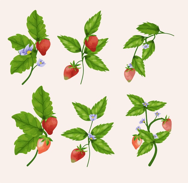 Vektor aquarell-set mit erdbeerillustration