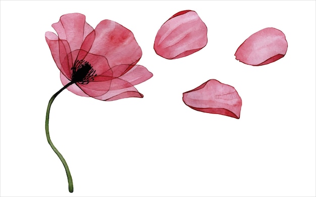 Vektor aquarell-set mit transparenter roter mohnblume und blütenblättern vintage clipart