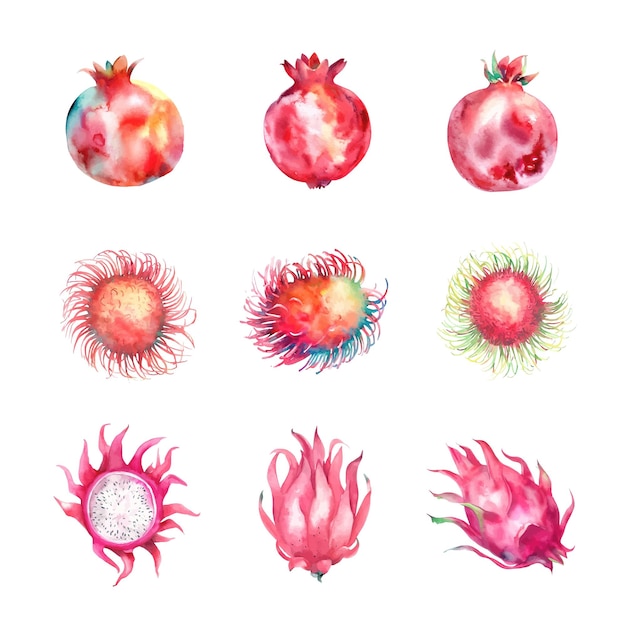 Aquarell-Set tropischer Früchte Granatapfel Drachenfrucht Rambutan Handgezeichnete Illustration