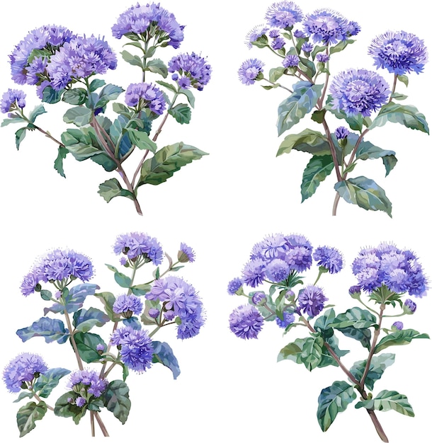 Aquarell-set von ageratum-blumen, isoliert auf weißem hintergrund