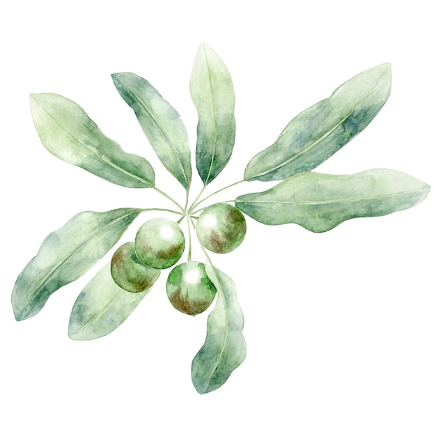 Aquarell-shea-pflanze mit nüssen handgezeichnete illustration der pflanze inhaltsstoff für verpackungsdesign
