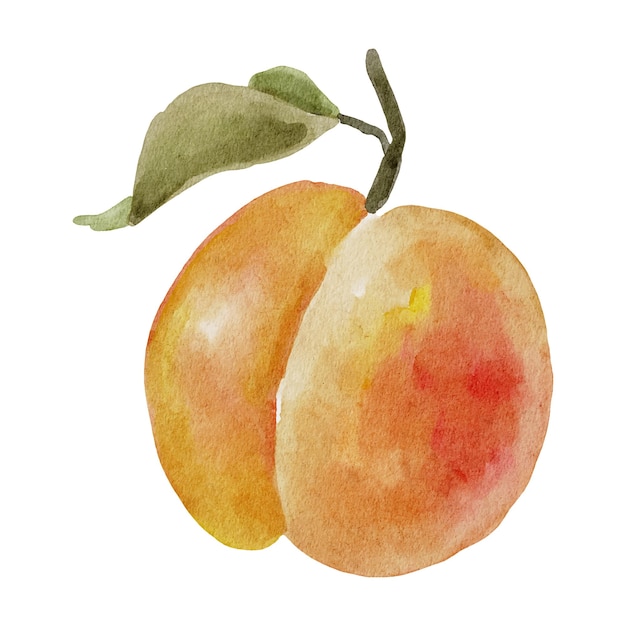 Aquarell sommerpfirsichfruchtvektor