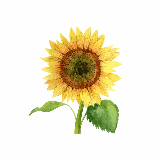 Aquarell Sonnenblume isoliert auf weißem Hintergrund Handrawn-Vektor-Clipart