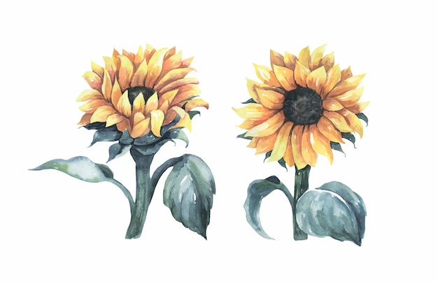 Aquarell-sonnenblumen-sammlung.