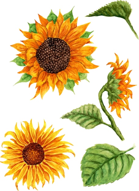 Aquarell sonnenblumen