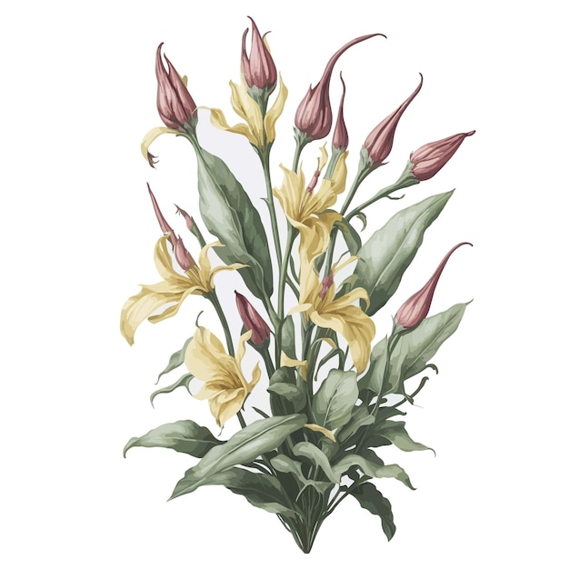 Vektor aquarell stanhopea clipart blumenvektor