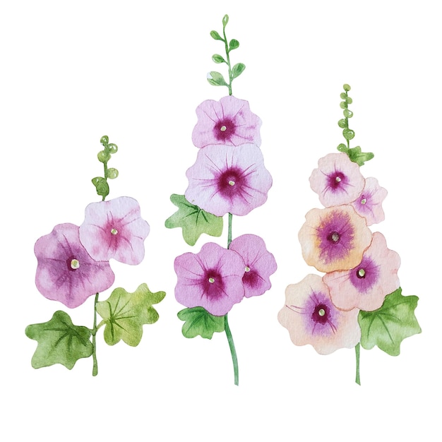 Aquarell Stockrosen Blumen Malve Blumen im Stil Sommerwiese