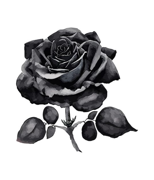 Vektor aquarell-strauß aus schwarzer rosenblume isoliert auf weißem hintergrund aquarell-blumenarrangements