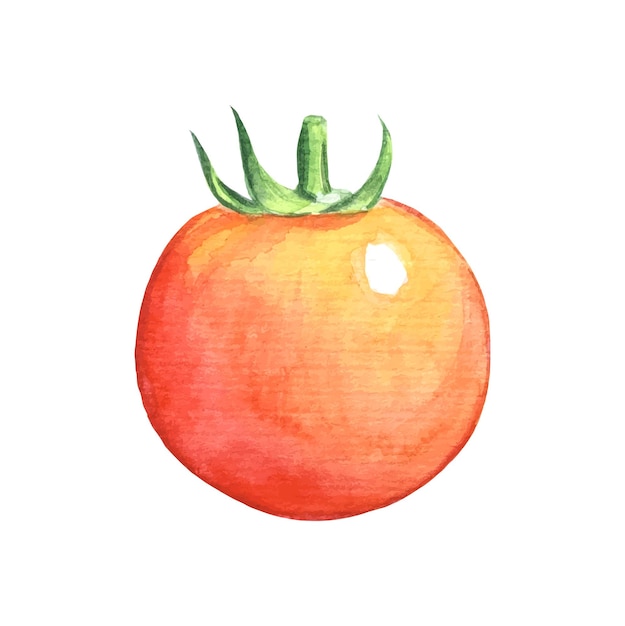 Aquarell Tomate