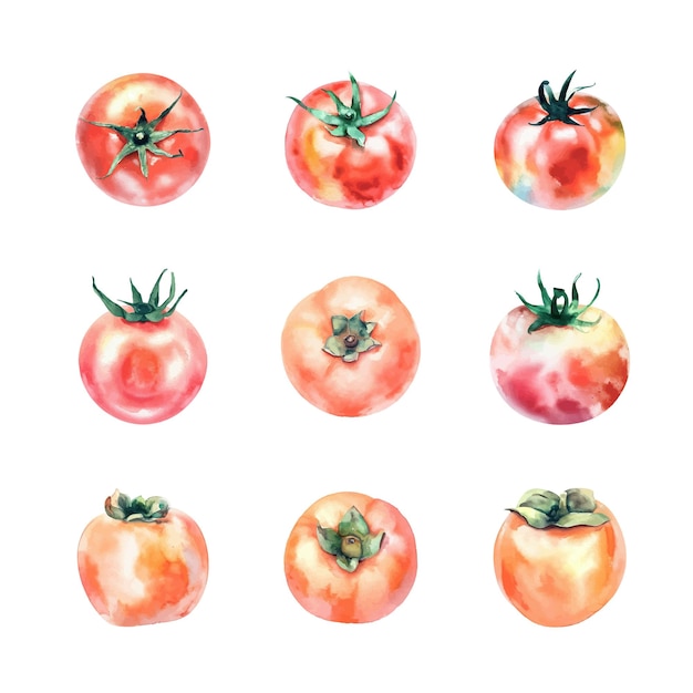Aquarell-Tomaten- und Persimmon-Set Handgezeichnete Illustration Isoliert auf weißem Hintergrund